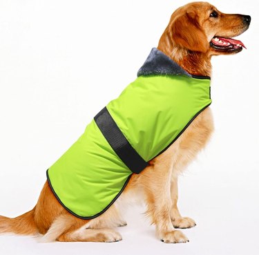 Dog in green raincoat