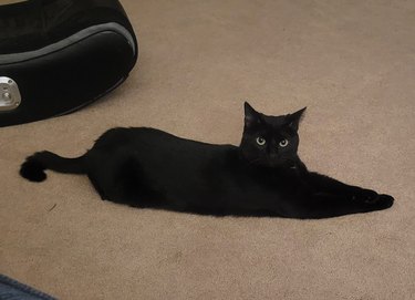 Black cat is stretched out and looks like puddle of ink on a carpet.