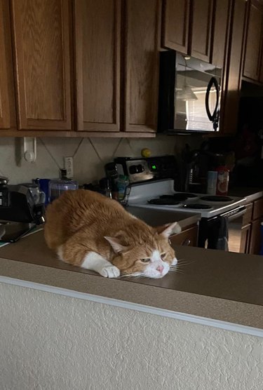 Cat sad he can't have second breakfast as he sulks on a kitchen counter.