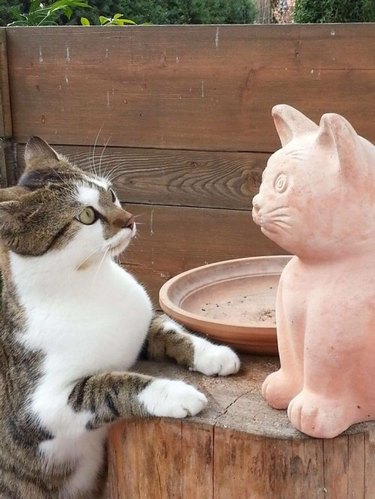 Cat stares at terracotta cat garden statue.
