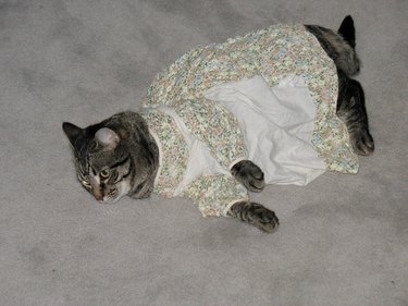 cat wearing dress with no pockets