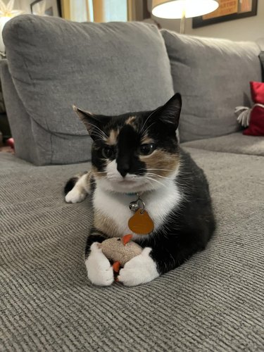 Calico cat won't share their mouse toy.