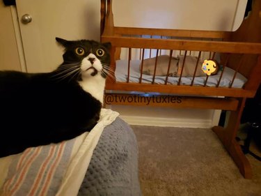 Cat shocked by sight of human baby in a crib.