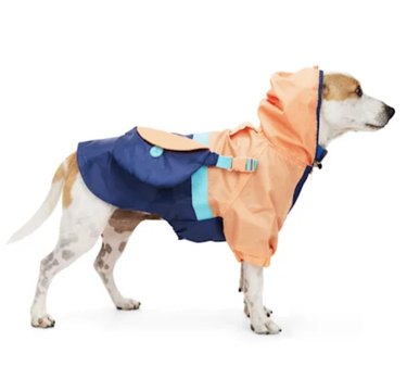 Dog wearing raincoat with fanny pack