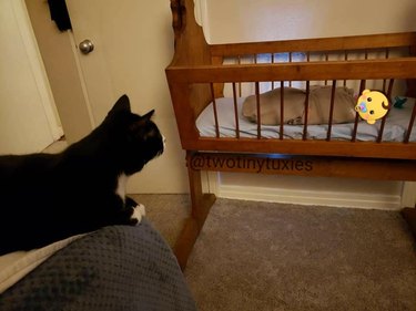 Cat looking at human baby in a crib.