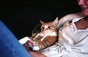 cat holding wine glass