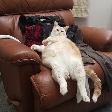 fat cat sliding off chair