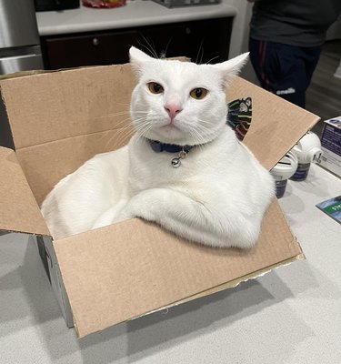 White cat sitting in box with arm propped up like human