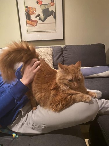 Orange cat sticks butt in the air as they are being scratched.