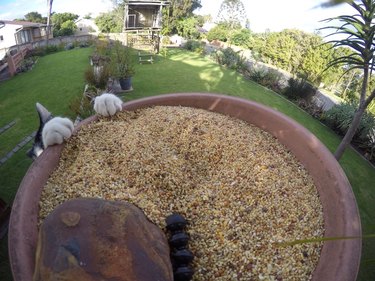 cat trying to catch birds on backyard bird feeder