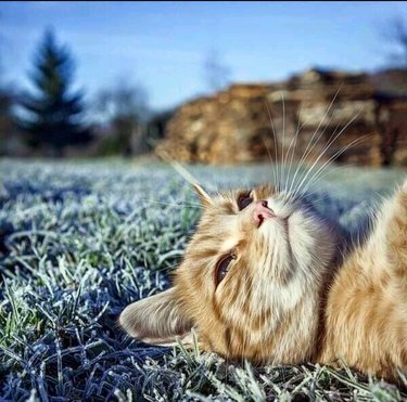 cat stares at blue sky