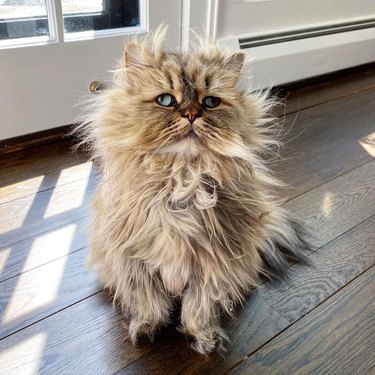 disheveled cat can't motivate in the morning