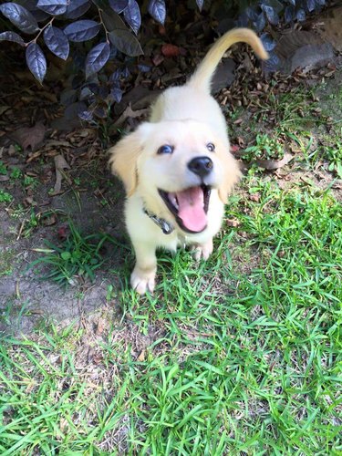 dog chases lizard and seems pretty happy about it