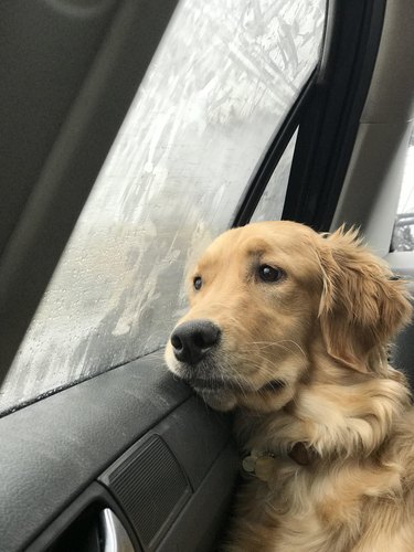 melancholic dog slumped across window in back seat of car