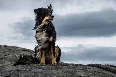 majestic dog