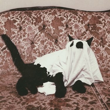cat in ghost costume