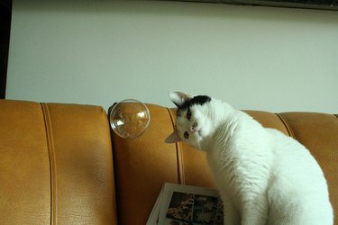 cat stares at bubble floating in front of him