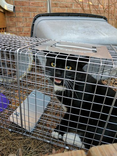 cat trips possum trap
