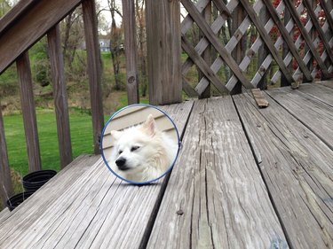 dog in another portal