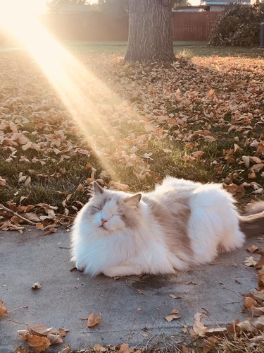 cat soaking up sun beams
