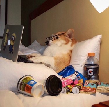 Dog propped up in bed with snacks and laptop