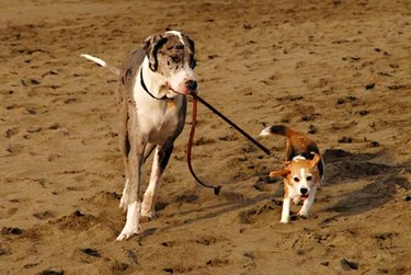 great dane walks beagle on leash