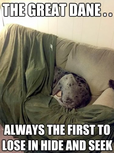 great dane hiding behind blanket