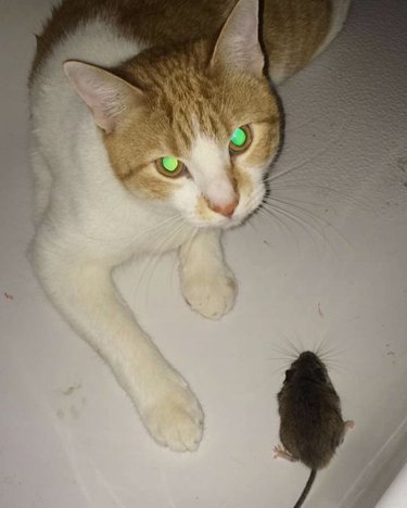 cat captures rat