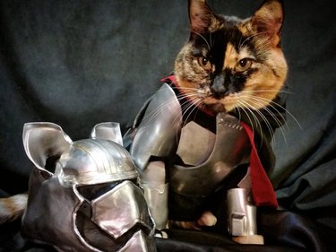 Captain Phasma cat cosplay