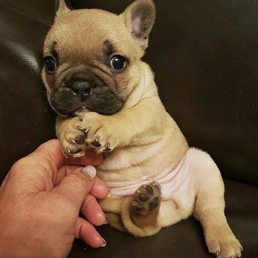 chubby pug puppy
