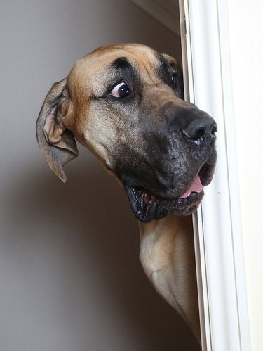 17 Great Danes Who Are Total Scaredy Cats