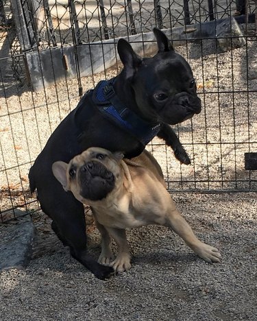 chubby puppy lifting other chubby puppy off the ground