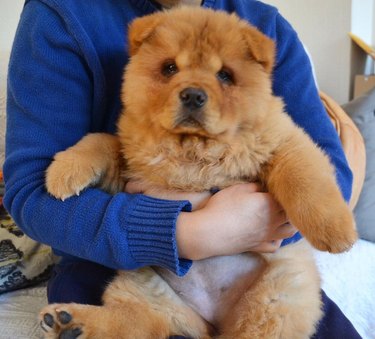 woman holds chubby puppy belly