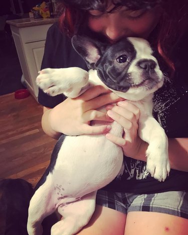 chubby frenchie belly
