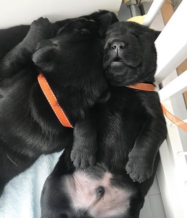 chubby puppy bellies