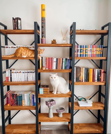 cats climb on new fancy bookshelf