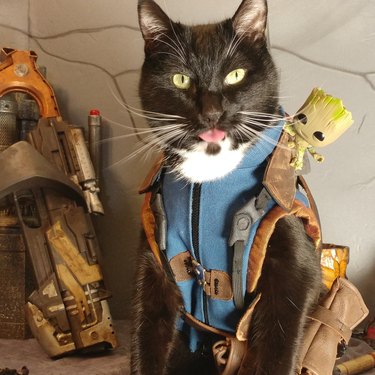 cat cosplaying at Rocket from GOTG