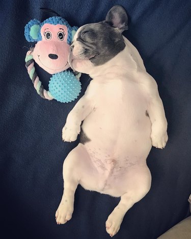 chubby french bulldog sleeping with stuffed animal