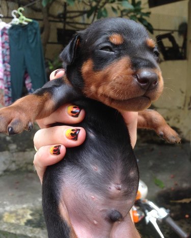 chubby puppy is content with the life choices that have led to this moment