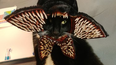 cat cosplaying at the demogorgon from Stranger Things