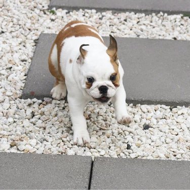 chubby puppy running
