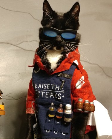 cat cosplay from Overwatch