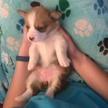 chubby puppy sleeping on pawprint blanket