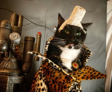 cat cosplay from Fifth Element
