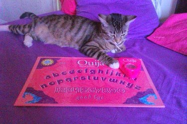 cat plays with Ouija board