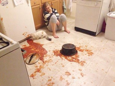 cat makes giant mess in kitchen