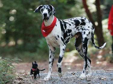 tiny dog and great dane