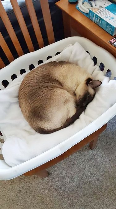 cat sleeping on freshly folded laundry