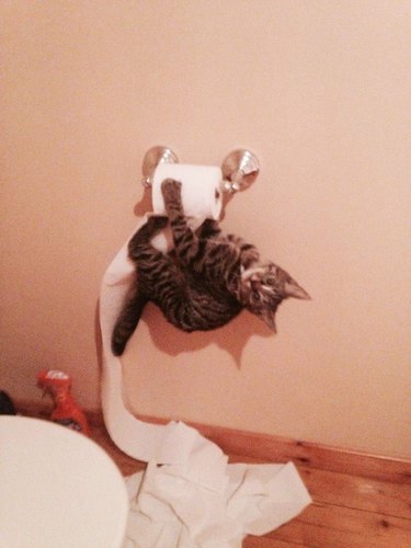 cat hanging upside down on toilet paper roll