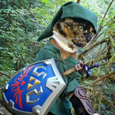 cat cosplay from Legend of Zelda